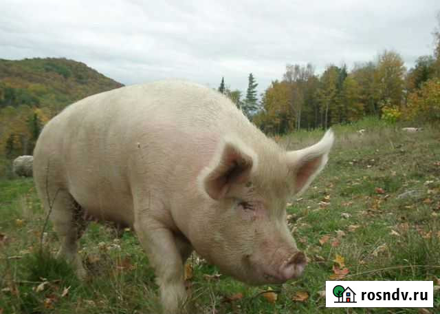 Хряк на племя Нижний Новгород - изображение 1