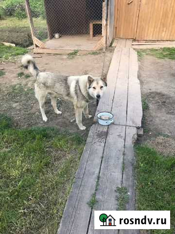 Пристраиваем собаку в преданные руки Омутнинск - изображение 1
