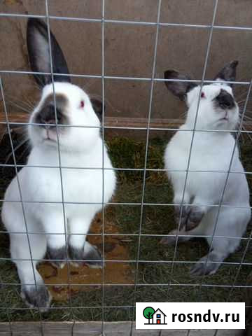 Калифорнийские кролики Кирово-Чепецк - изображение 1