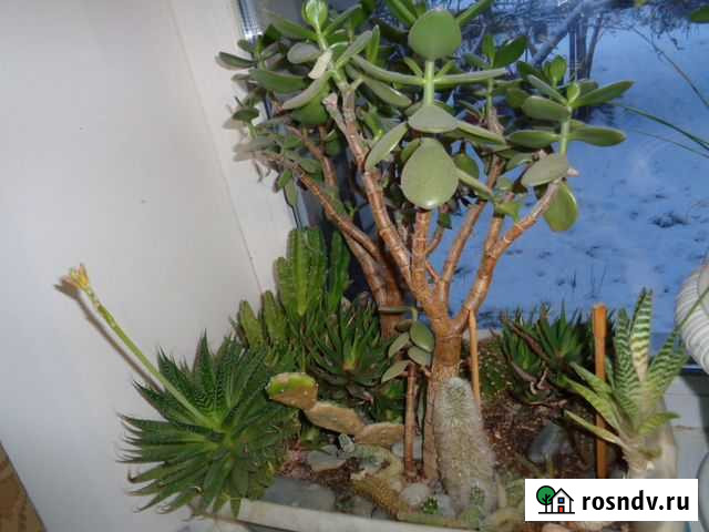 Растение композиция екибана Сергиев Посад - изображение 1