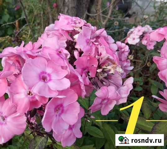 Флоксы, хризантема, армерия Санкт-Петербург - изображение 1