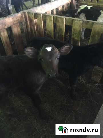 Телята Канеловская - изображение 1