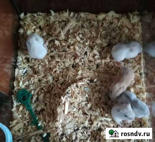 Джунгарский хомяк Ульяновск - изображение 1