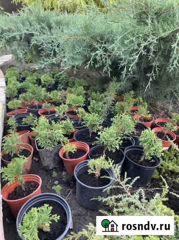 Растесния,цена договорная Губкин - изображение 1