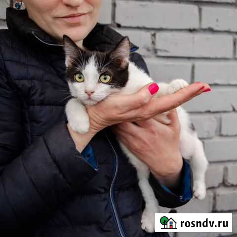 Нуф, 7 мес Краснодар - изображение 1