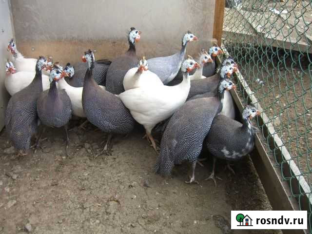 Цесарки Калуга - изображение 1