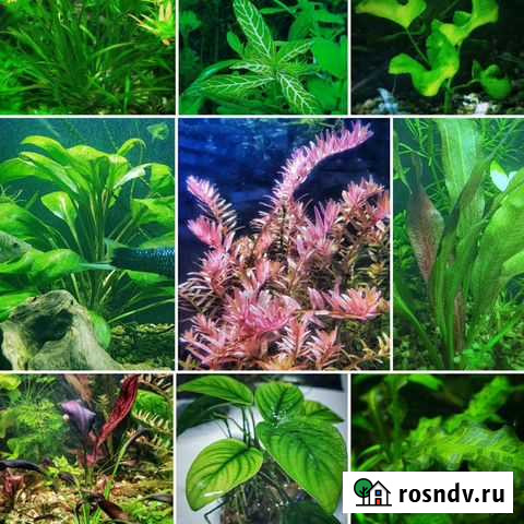 Аквариумные растения Коржевский - изображение 1