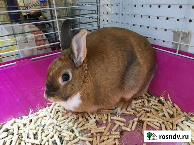 Самые маленькие кролики Мурманск - изображение 1