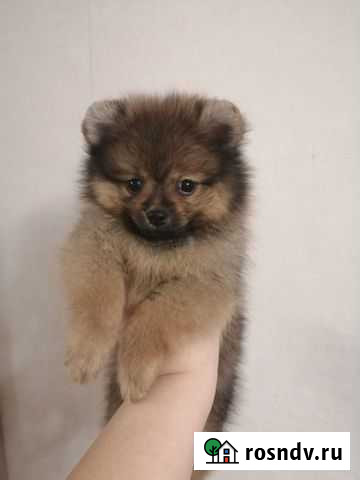 Померанский шпиц девочка Осинники - изображение 1