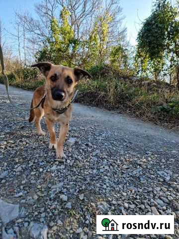 Собака Москва - изображение 1