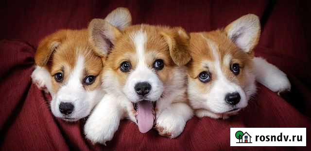 Ветеринарный врач Смоленск - изображение 1