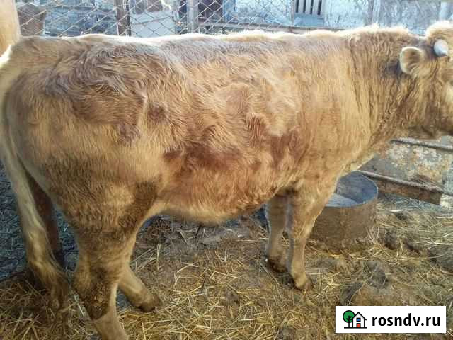 Бык Киргиз-Мияки - изображение 1