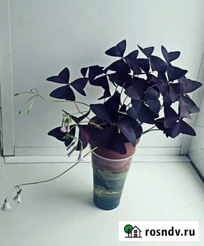 Оксалис Санкт-Петербург - изображение 1