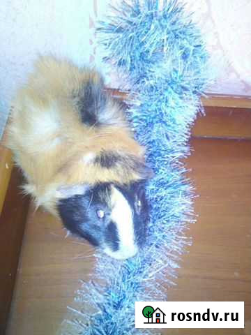 Морская свинка Архонская - изображение 1