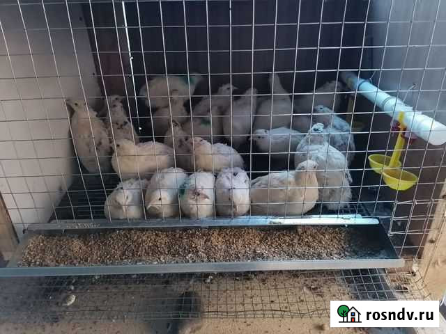 Перепелки селадон, техасцы, манжурцы Красноярск - изображение 1