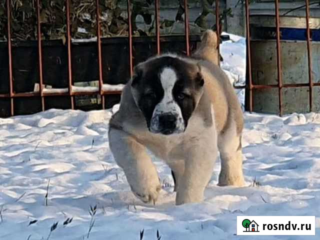 Среднеазиатская овчарка Сергиев Посад - изображение 1