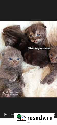 Кошки Медведовская - изображение 1