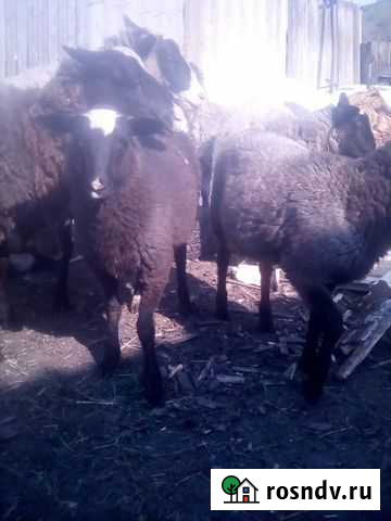 Романовский барашек на мясо Красноусольский - изображение 1