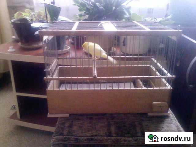 Продажа канареек Воронеж - изображение 1