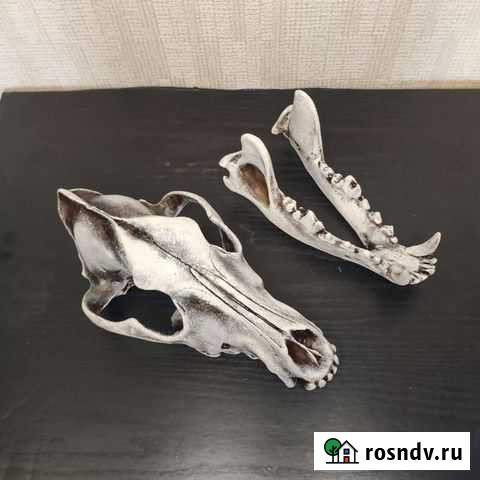 Череп волка, реплика Мурино - изображение 1