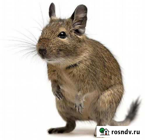 Белки дегу Нижний Новгород - изображение 1