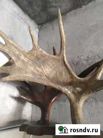 Рога лося Петрозаводск - изображение 1