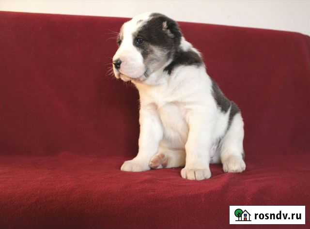 Среднеазиатская овчарка Новосибирск - изображение 1