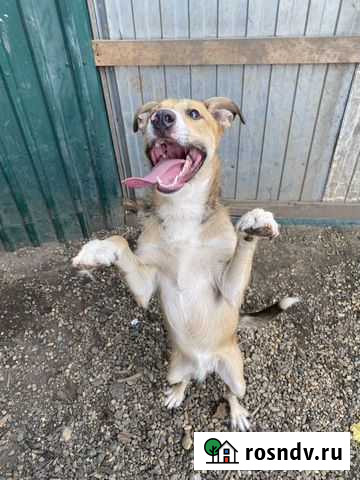 Малыш ищет дом Краснодар - изображение 1