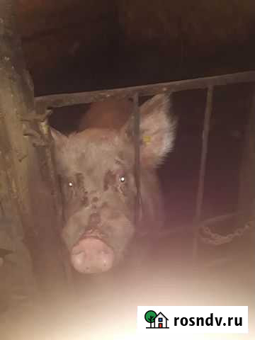 Хряк(производитель) Ефимовский - изображение 1