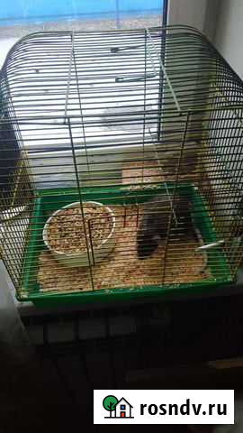 Крыса Челябинск - изображение 1