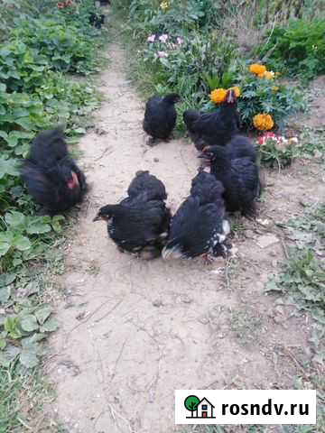 Карликовые кохинхины Домодедово - изображение 1