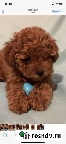 Той-пудель Москва - изображение 1