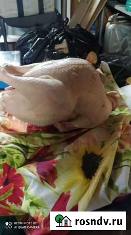 Домашние индюшки Самарское - изображение 1