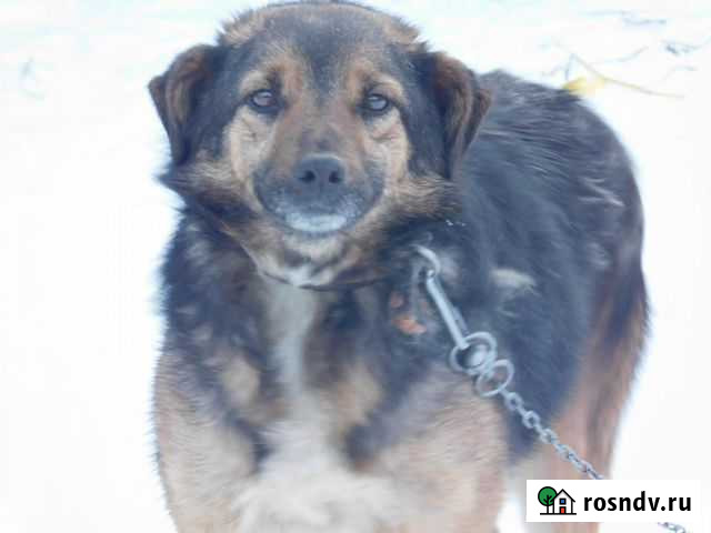 Стерилизованная собака Дара, 2 года Тамбов - изображение 1