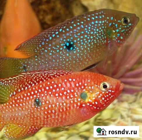 Цихлиды хромис-красавец Астрахань - изображение 1