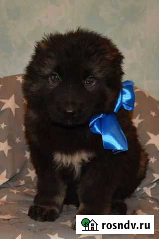 Щенки Кавказской овчарки от породистых родителей Смоленск - изображение 1