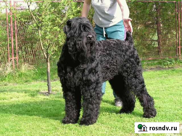 Дрессировка собак Санкт-Петербург - изображение 1