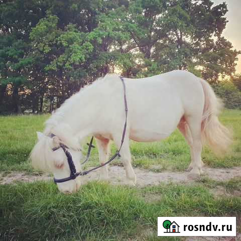 Лошадки редких мастей, за которыми всегда очередь Смоленск - изображение 1