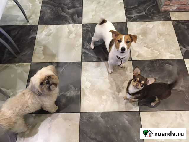 Передержка животных Узловая - изображение 1