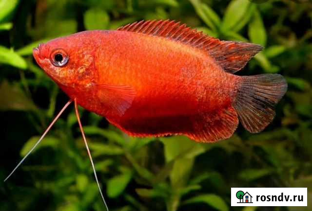 Колиза красная Благовещенск - изображение 1