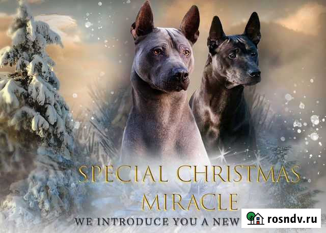 Щенки Тайского риджбека Волжский - изображение 1