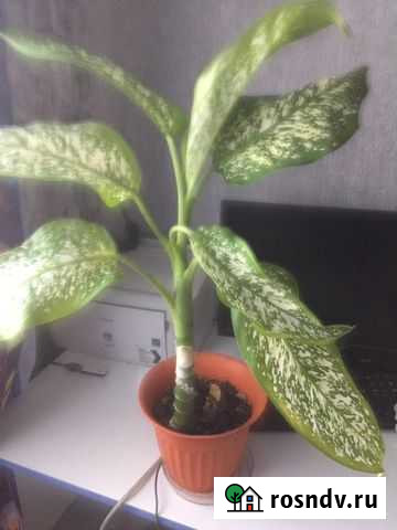 Диффенбахия пятнистая Оренбург - изображение 1