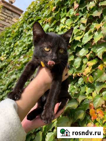 Тереза Каменск-Шахтинский - изображение 1