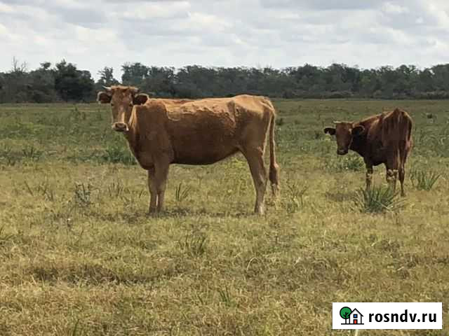 Телки Чонтаул - изображение 1