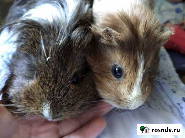 Морские свинки с клеткой Чехов - изображение 1