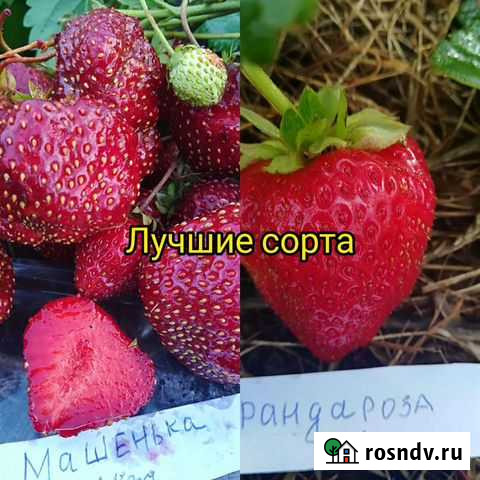 Семена клубники лучшие сорта Казань - изображение 1