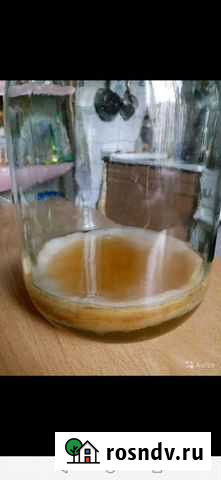 Чайный гриб Владимир - изображение 1