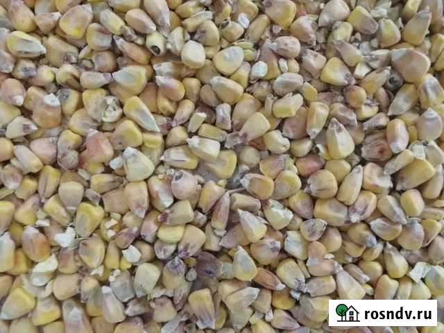 Кукуруза Кукмор - изображение 1