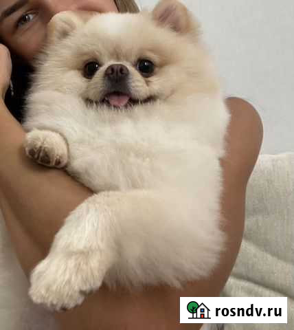Померанский шпиц вязка Тверь - изображение 1