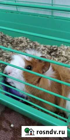 Морская свинка с клеткой Краснодар - изображение 1